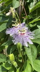 Passiflora incarnata