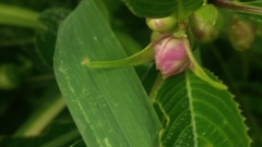 Strobilanthes callosa