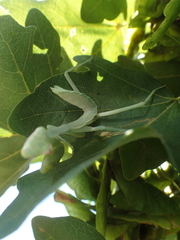 Hierodula transcaucasica