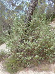 Juniperus oxycedrus