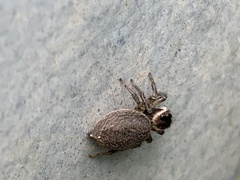 Maratus griseus