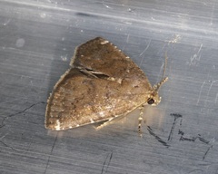 Amyna axis
