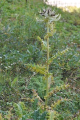 Cirsium spinosissimum