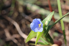 Commelina erecta