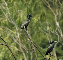 Phalacrocorax fuscicollis