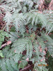 Pteris microptera