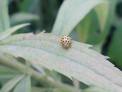 Psyllobora vigintiduopunctata