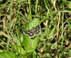 Spialia galba