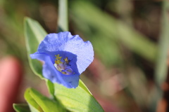 Commelina erecta