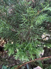Halocarpus biformis