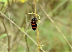 Hycleus biundulatus
