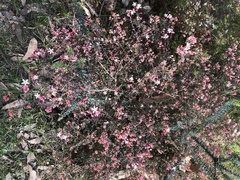 Leionema hillebrandii