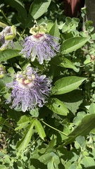 Passiflora incarnata