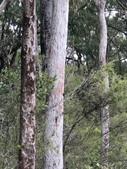 Malurus lamberti