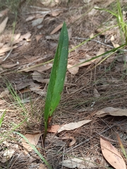 Cryptostylis