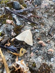 Petrophora chlorosata