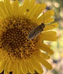 Nysius senecionis