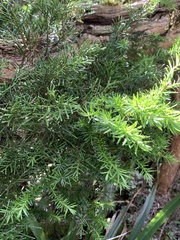 Halocarpus biformis