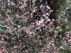 Leionema hillebrandii