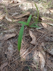 Cryptostylis