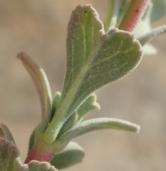 Hermannia trifoliata