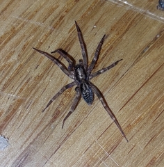 Liocranum