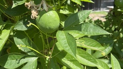 Passiflora incarnata