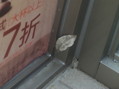 Cyclidia substigmaria