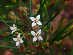 Zieria laxiflora