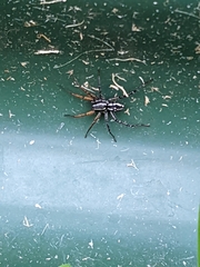 Nyssus coloripes