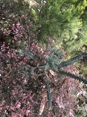 Leionema hillebrandii