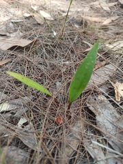Cryptostylis