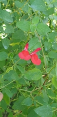 Salvia microphylla