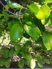 Stephanotis floribunda