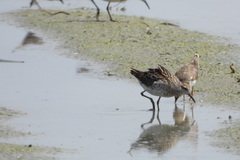 Calidris acuminata
