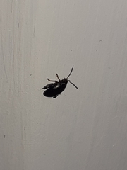 Psylliodes chrysocephala