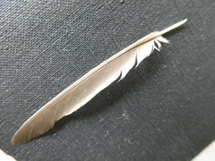 Passer domesticus