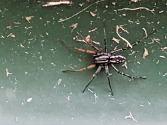 Nyssus coloripes