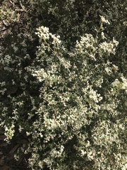 Spyridium parvifolium