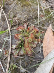 Drosera spatulata