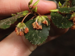Nothofagus truncata