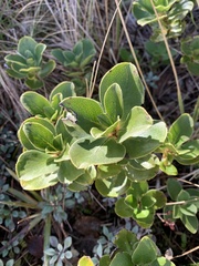 Coprosma serrulata