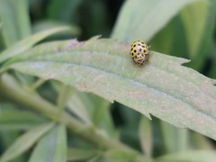 Psyllobora vigintiduopunctata