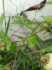 Hibiscus surattensis