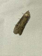 Macrochilo orciferalis