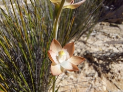 Thelymitra epipactoides