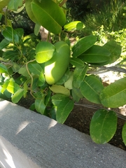 Stephanotis floribunda