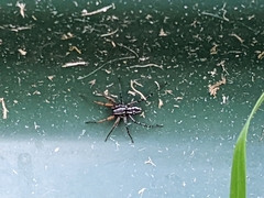 Nyssus coloripes