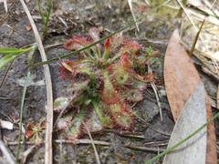 Drosera spatulata