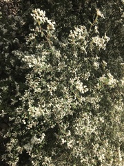 Spyridium parvifolium